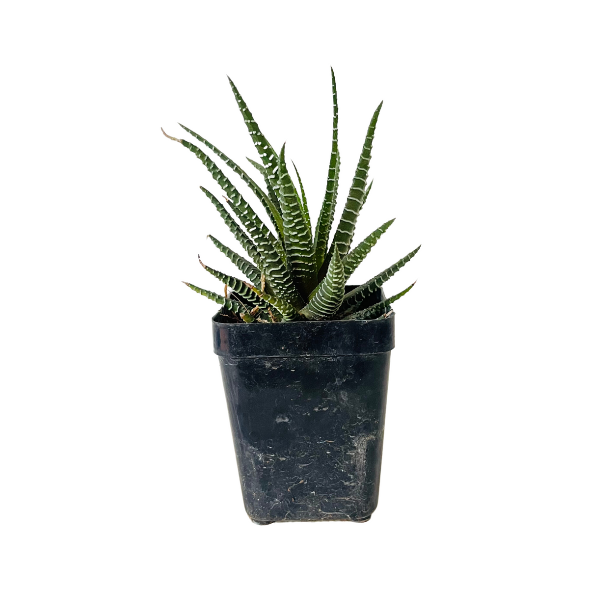 Zebra Haworthia | Haworthia Fasciata - Succulent Live Plant (Home & Garden)