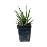 Zebra Haworthia | Haworthia Fasciata - Succulent Live Plant (Home & Garden)