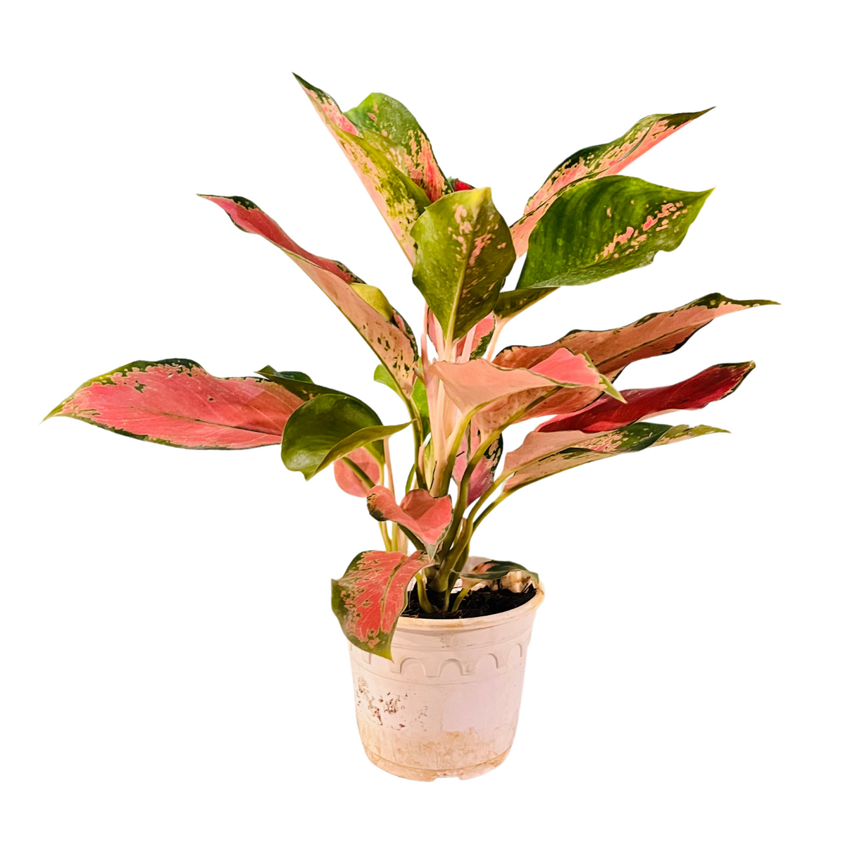 aglaonema thailand red Aglaonema Thailand Red- Live Plant In Pot (Home & Garden) – Hug A Plant