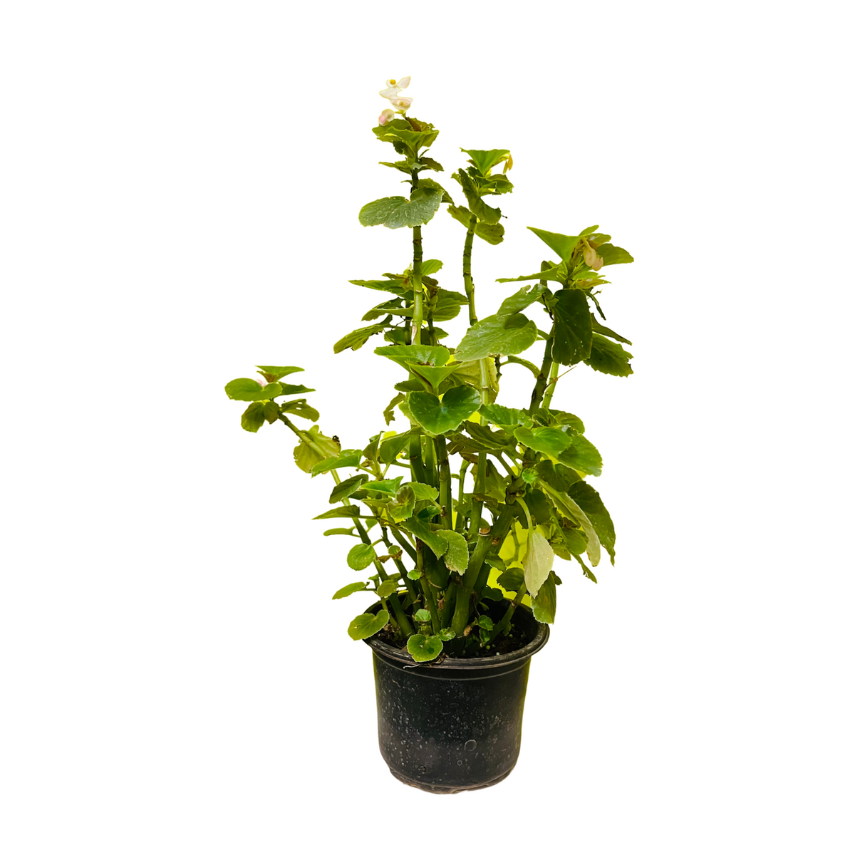 Begonia (Any Color) - Live  Plant (Home & Garden)
