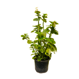 Begonia (Any Color) - Live  Plant (Home & Garden)