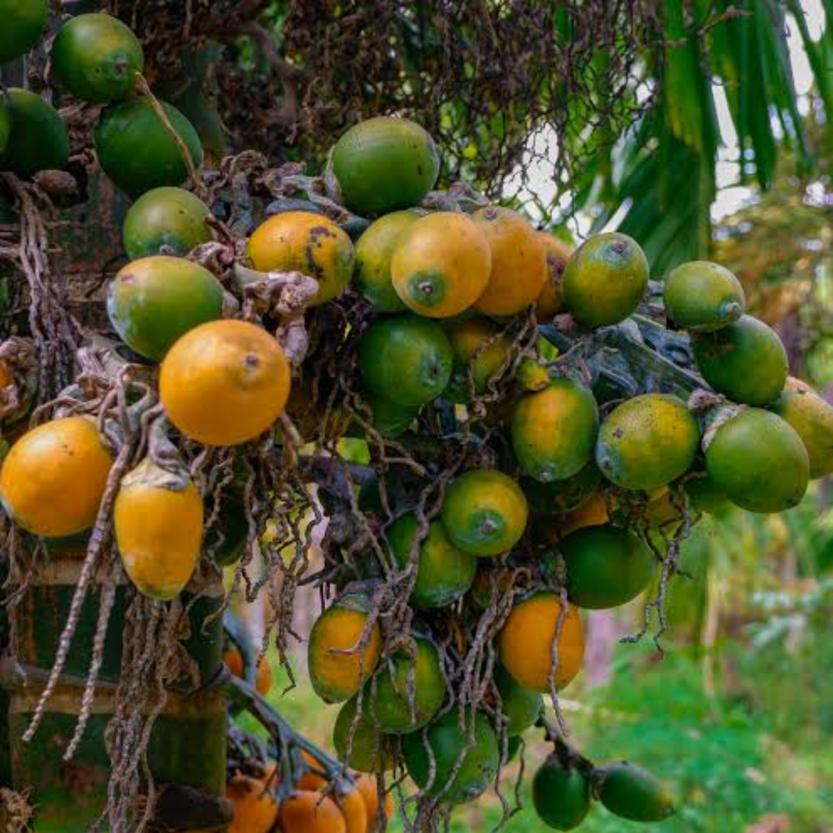Mohitnagar Arecanut Live Plant | Betel Nut Palm / Supari Plant (Areca catechu) Live Plant (Home & Garden)