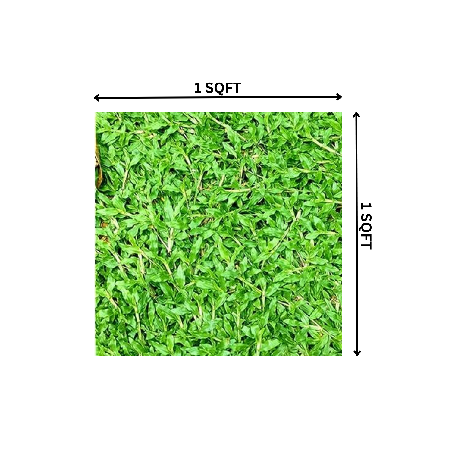 Pearl Grass Per SQFT For Lawn, Ground,Garden (Home & Garden)