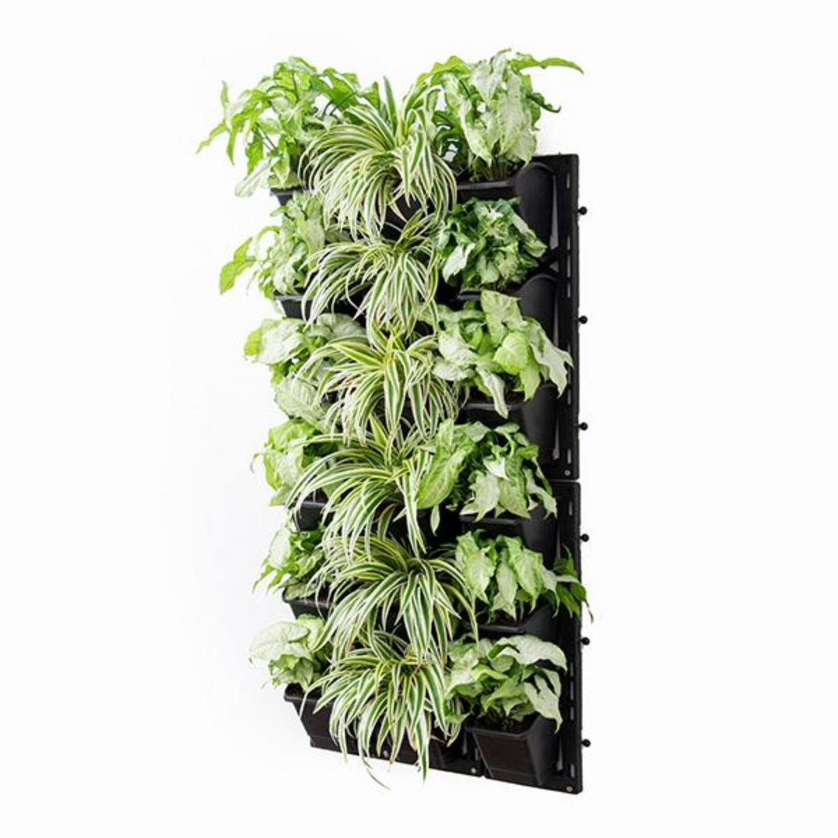 Biowall Vertical Garden With Plants (Syngonium White, Chlorophytum) For Home & Garden
