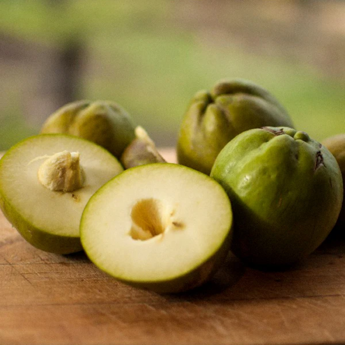 White Sapote Fruit (Casimiroa Edulis) Seedling Fruit Plant (Home & Garden Plants)