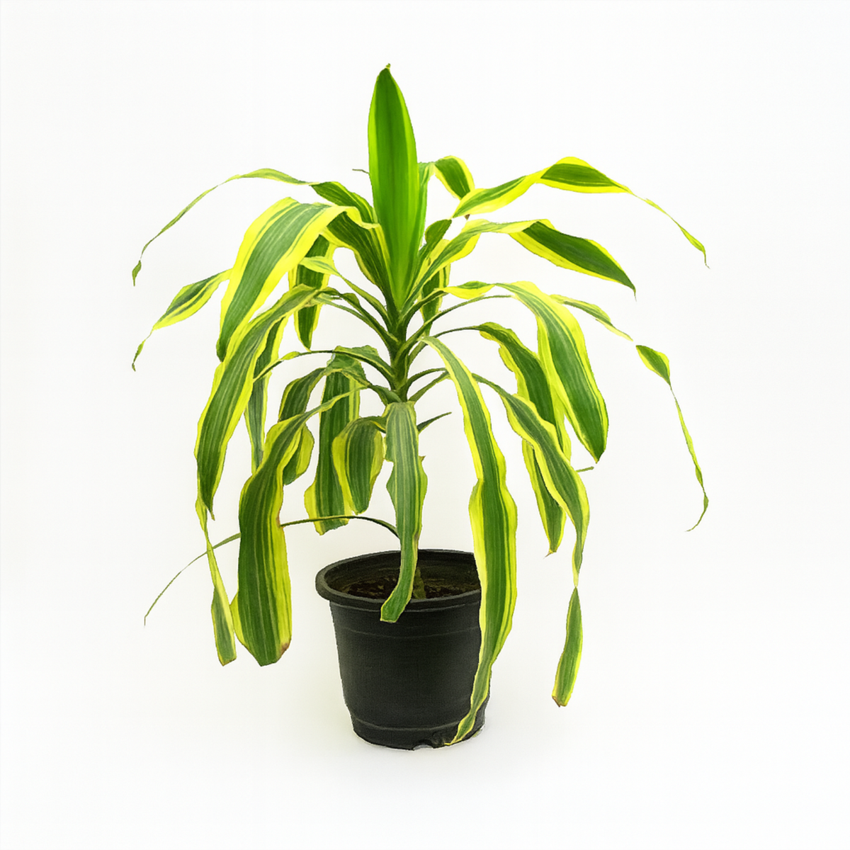 Dracaena Massangeana(Cornstalk Dracaena Variegated)Live Plant (Home & Garden)