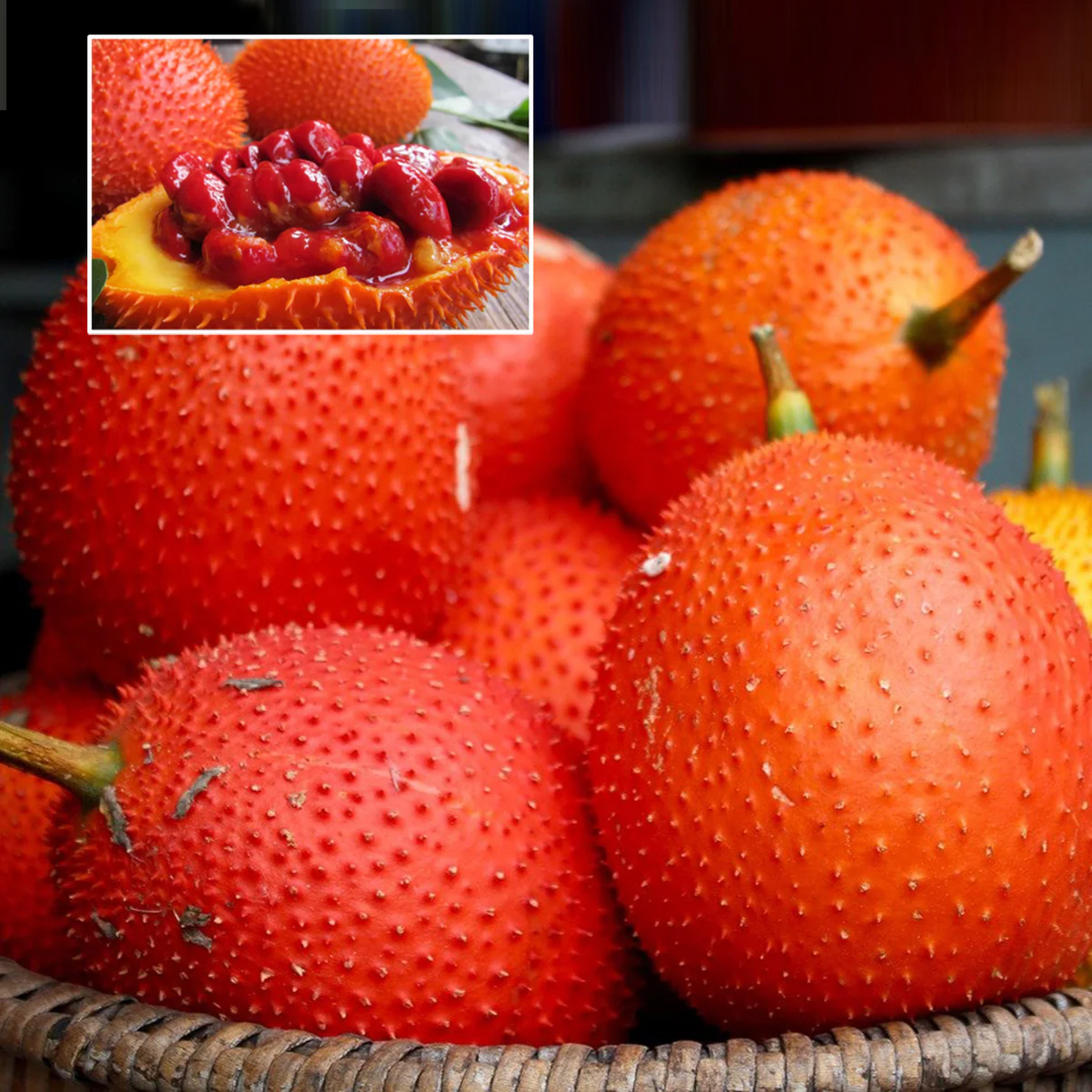 Gac Fruit (Momordica Cochinchinensis) Fruit Plant (Home & Garden Plants)