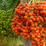 Areaca Nut - Hirehalli dwarf (Areca catechu L)Live Plant (Home & Garden)