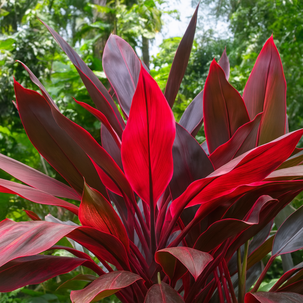 Dracaena Mahatma Plant - Cordyline Terminalis, Dracaena Baby DollLive Plant (Home & Garden)