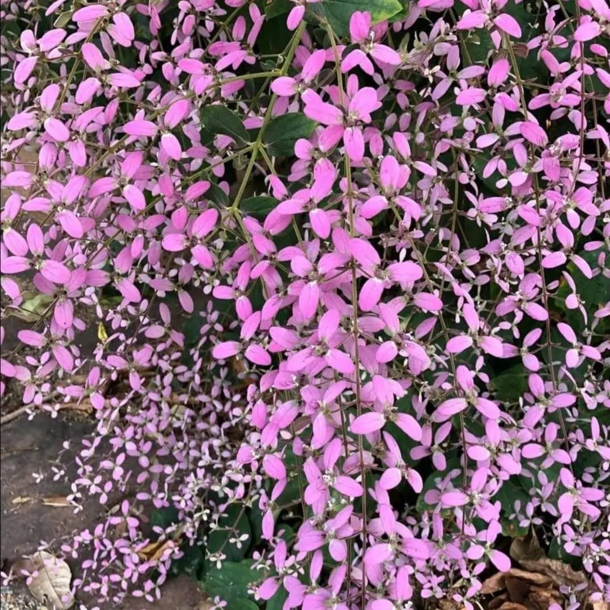 Congea Pink (Wynorg Congea) - Pink Petrea Vine Creeper Flowering/Ornamental Live Plant (Home & Garden)