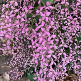 Congea Pink (Wynorg Congea) - Pink Petrea Vine Creeper Flowering/Ornamental Live Plant (Home & Garden)