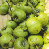 Bor-Thekera Fruit (Garcinia Pedunculata) Seedling Fruit Plant (Home & Garden Plants)