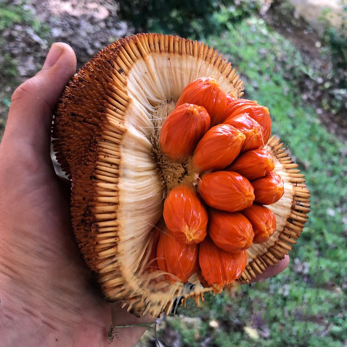 Mentawa Fruit (Artocarpus Anisophyllus) Grafted Fruit Plant (Home & Garden Plants)