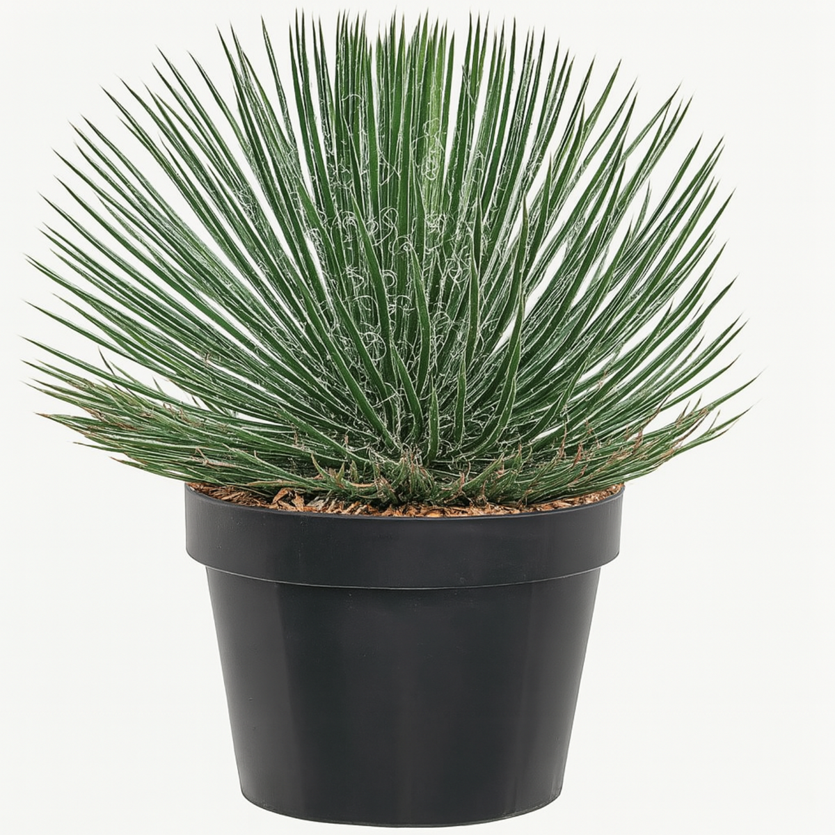 Agave Geminiflora Plant(Twin-flowered Agave)Live Plant (Home & Garden)