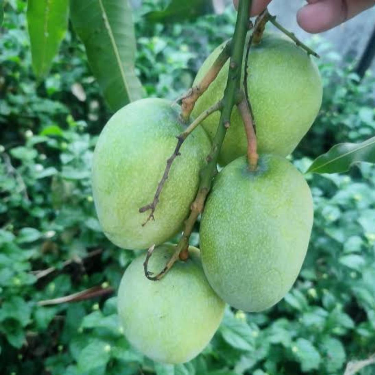 Ratna Mango Live Plant | Grafted Ratna Hybrid Mango(Mangifera indica) Fruit Live Plant (Home & Garden)