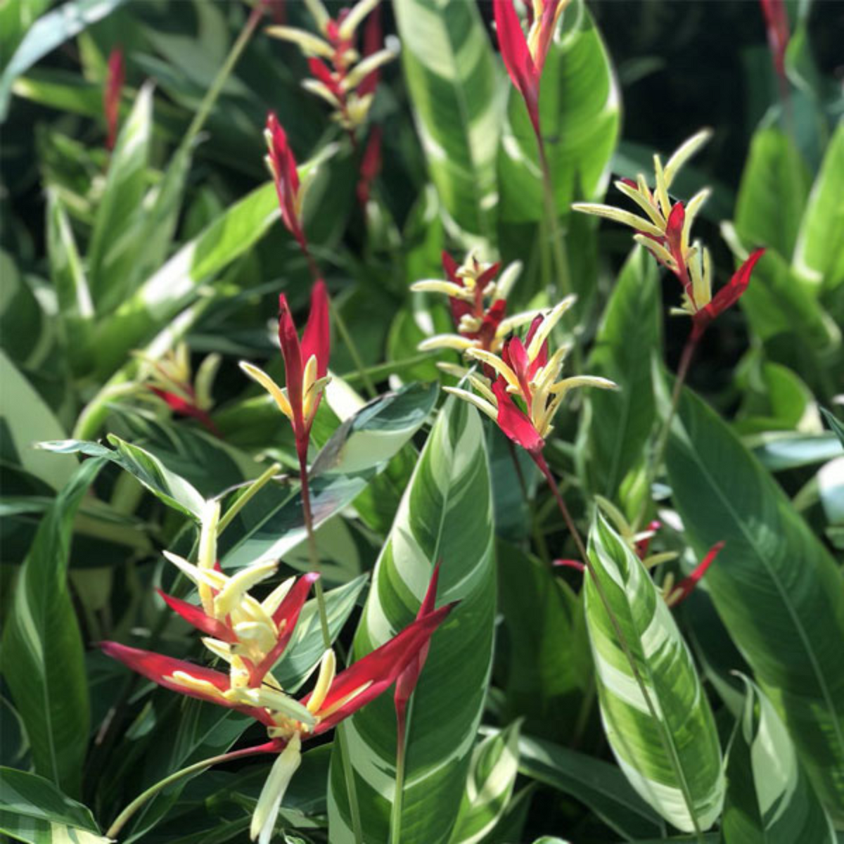 Heliconia /  Varigated(Genus Heliconia) Flowering/Ornamental Live Plant (Home n& Garden)