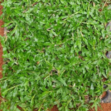Pearl Grass Per SQFT For Lawn, Ground,Garden (Home & Garden)