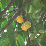 Yellow Mangosteen (Garcinia xanthochymus) Live Fruit Plant (Home & Garden)