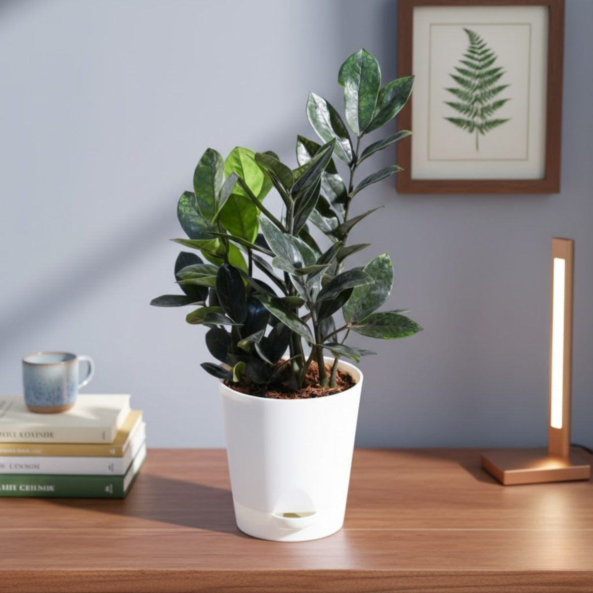 Black ZZ Plant (Raven Zamioculcas zamiifolia) in 5 Inch Slef-watering Pot | Indoor Air-Purifying | Low-Maintenance | Perfect for Home & Office (Pot Colour May Vary On Availability)
