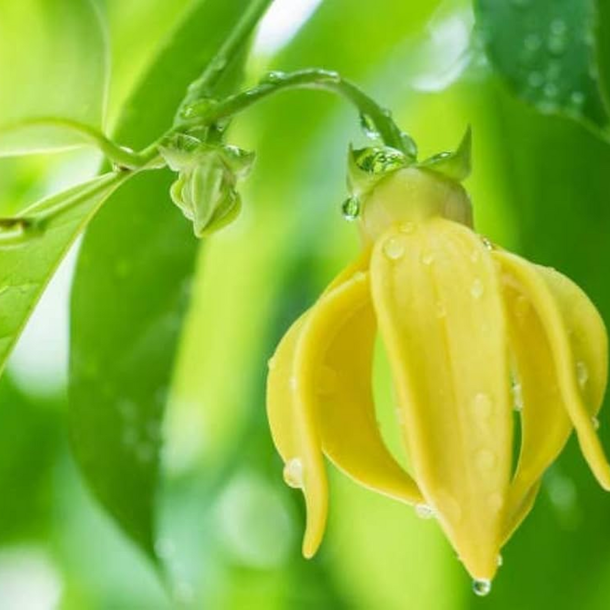 Hirwa Chafa Plant/Hari Champa/Green Champa Live Plant (Home & Garden)
