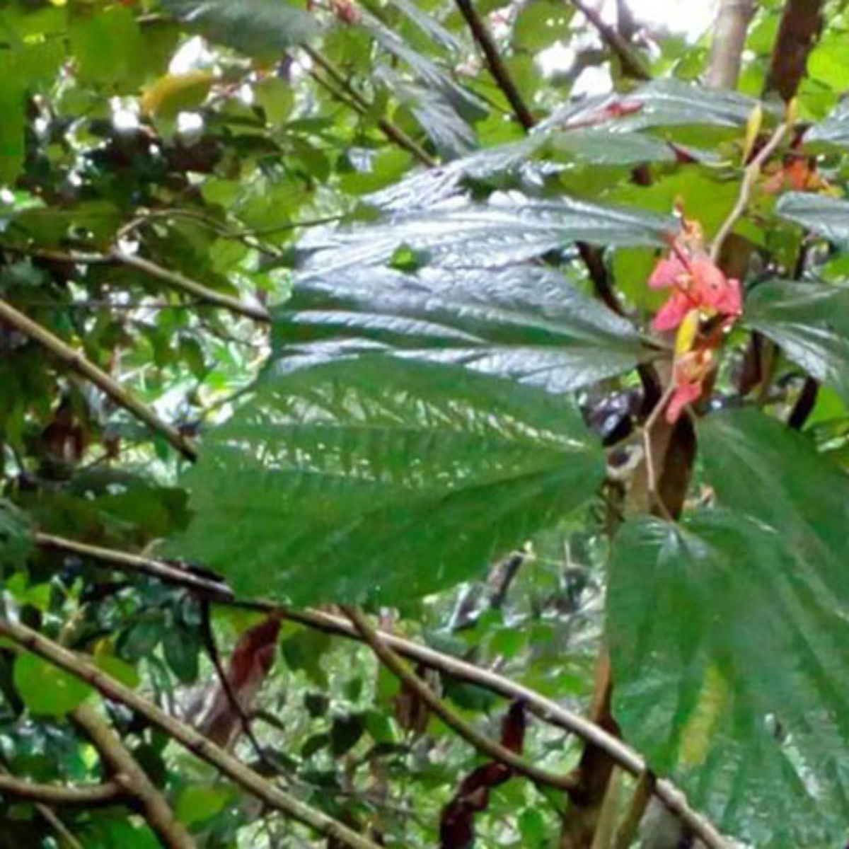 Idampiri valampiri (Helicteres isora) Live Plant (Home & Garden)