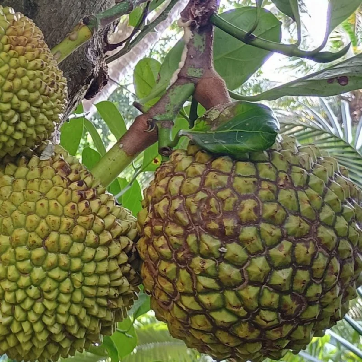 Thamara Chakka / Mini Jackfruit Variety (Artocarpus heterophyllus) Fruit Live Plant (Home & Garden)