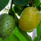 Pond Apple (Annona Glabra) Seedling Fruit Plant (Home & Garden Plants)