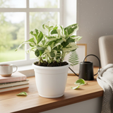 Scindapsus N’ Joy Pothos (Epipremnum aureum ‘N’Joy’) In 4 Inch Pot | Indoor Air-Purifying Variegated Money Plant | Ideal for Home & Office Décor