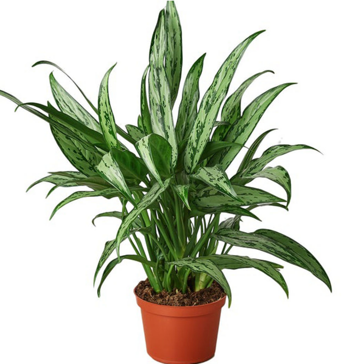 Aglaonema Cutlass Plant (Chinese Evergreen)Live Plant (Home & Garden)