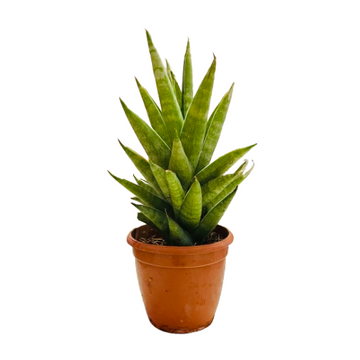 sansevieria medicinal Sansevieria Hybrid Tower