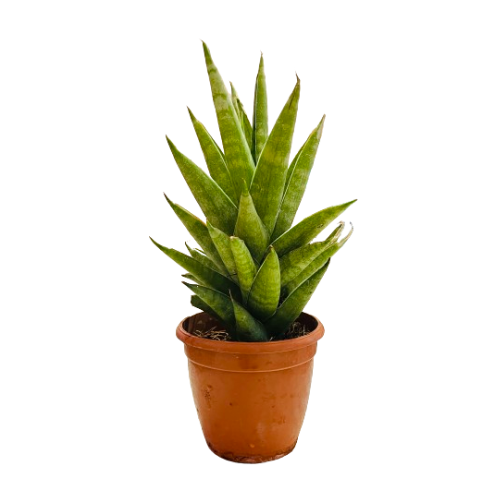 Sansevieria Hybrid Tower - Live Plant (Home & Garden)