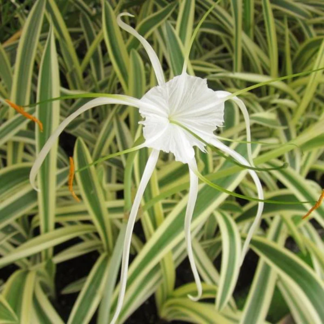 Variegated Spider Lily (Hymenocallis littoralis variegata) Live Plant – Hug  A Plant