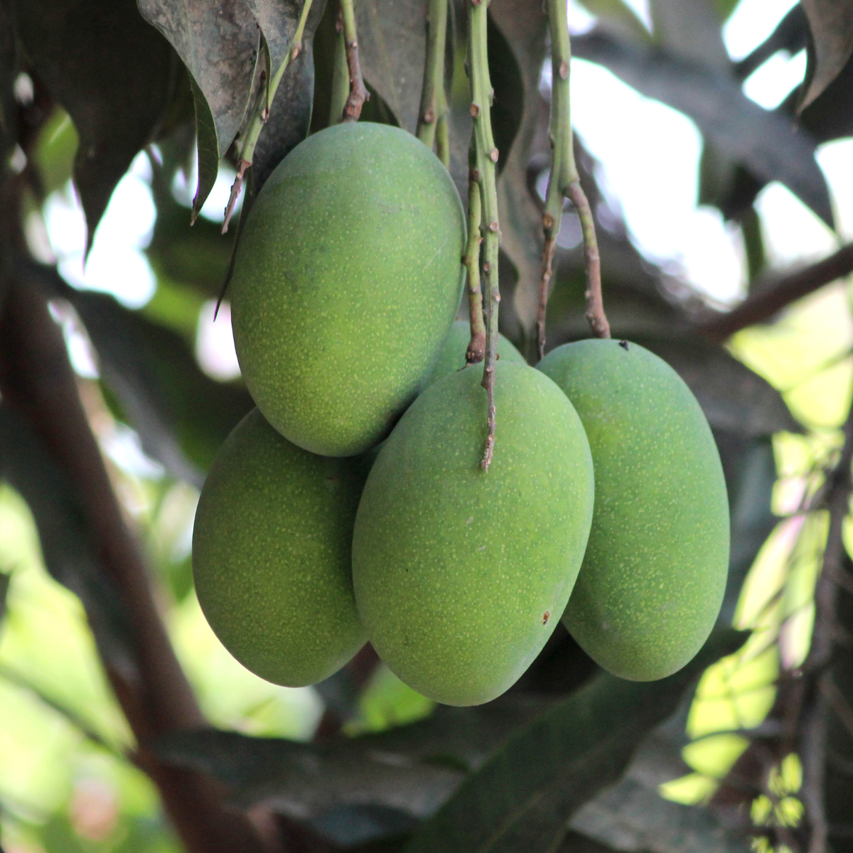 Amrapali Mango (Mangifera indica) Live Plant | Grafted Early Bearing Fruit Plant (Home & Garden)