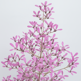 Congea Tomentosa Live Plant (Home & Garden)