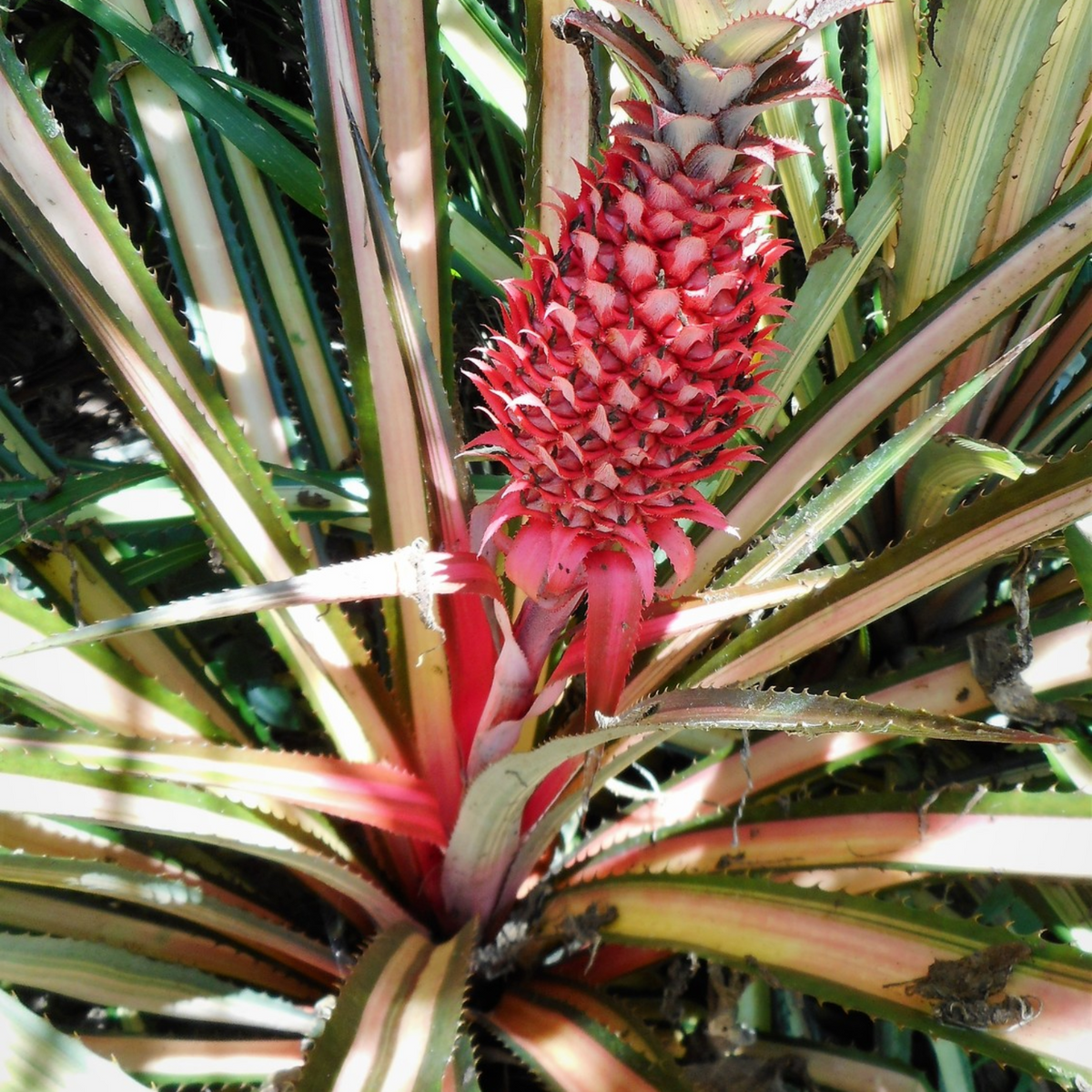 Ornamental Pine Apple Live Plant(Home & Garden)