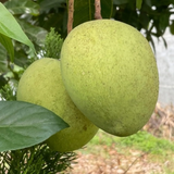 Arka Aruna Mango Live Plant | Grafted Mango (Mangifera indica)) Fruit Live Plant (Home & Garden)