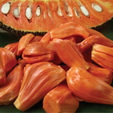 Sindoor Jackfruit Grafted Live Plant (Home & Garden)