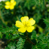 Nayuruvi (Tribulus terrestris)  Live Medicinal Plant (Home & Garden)