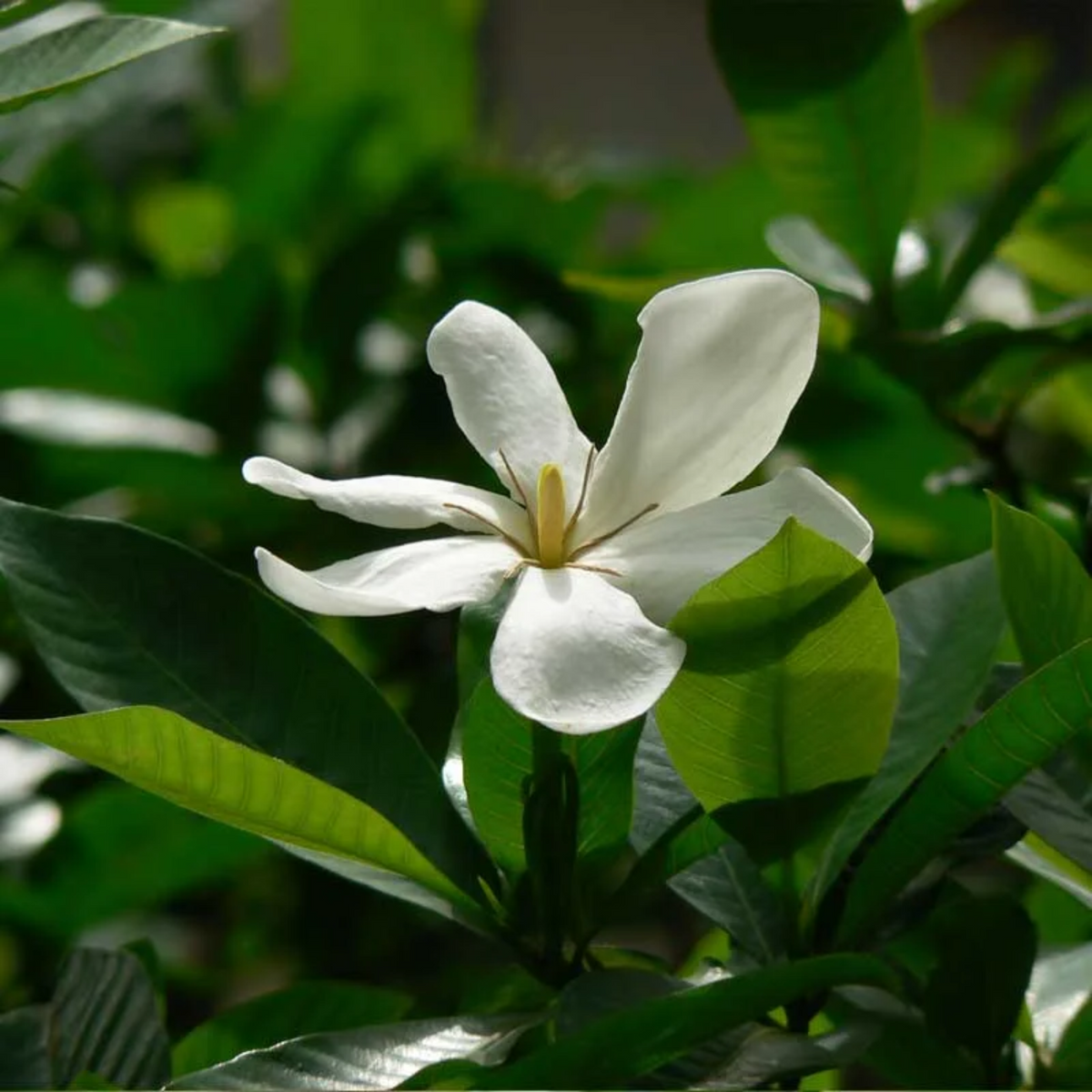 Hing Plant (Asafoetida)Gardenia Gummifera Live Plant (Home & Garden)
