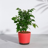 China Baby Doll Plant (Radermachera sinica) – Live Indoor Air-Purifying Plant in 18 cm Krish Self-Watering Pot | Low-Maintenance, Ornamental Houseplant for Home & Garden (Pot Colour Mary Depending On Availability)