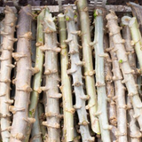 Tapioca Stem Cuttings Live Plant (Home & Garden)