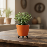 Jade Plant (Crassula ovata) in Lagos 13 cm Pot | Indoor Succulent | Good Luck & Air Purifying Live Plant for Home & Office Décor (Pot Colour May Vary)