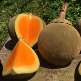 Chupa Chupa Fruit (Quararibea Cordata) Seedling Fruit Plant (Home & Garden Plants)