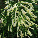 Fire Cracker White Live Plant (Home & Garden)