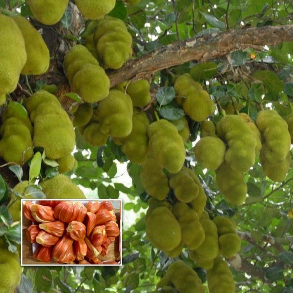 Chembarathi Varikka Red Flesh Jackfruit (Artocarpus heterophyllus) Fruit Live Plant (H&G)