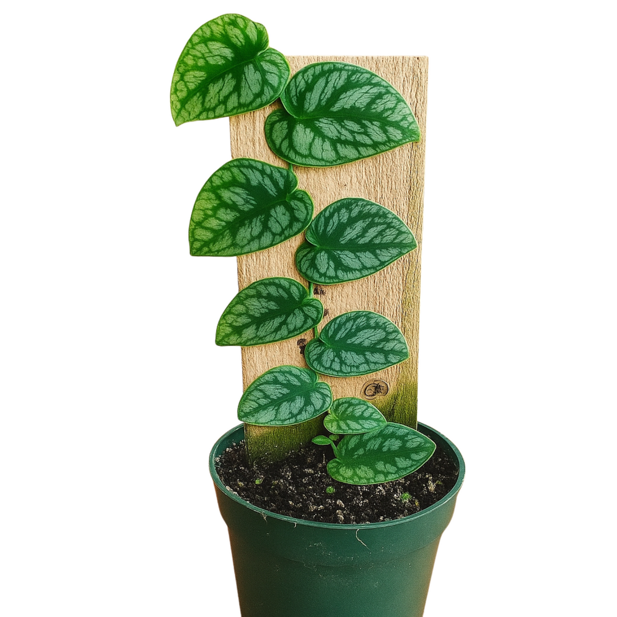 Monstera Dubia Plant  Live Plant(Home & Garden)