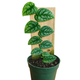 Monstera Dubia Plant  Live Plant(Home & Garden)