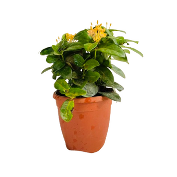 ixora plant in pot Yellow Ixora Miniature / Chethi (Ixora coccinea) Flowering/Ornamental – Hug  A Plant