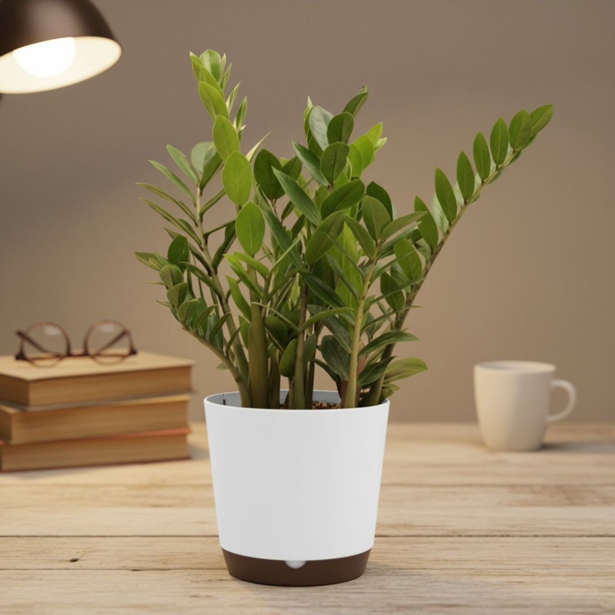 Green ZZ Plant (Zamioculcas zamiifolia) in Krish 18cm (7 Inch) Self-watering Pot | Indoor Air-Purifying | Low-Maintenance | Ideal for Home & Office Décor (Pot colour may vary on availability)