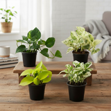 Money Plant Combo Set of 4 [Golden, Green, Marble Queen, N’Joy Pothos] Indoor Air-Purifying Live Plants for Home & Office Décor